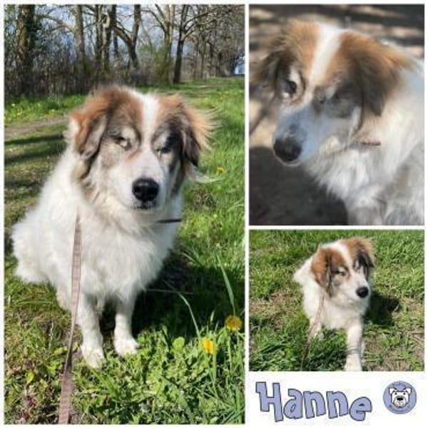 HANNE -liebevoll, sanft & genügsam-