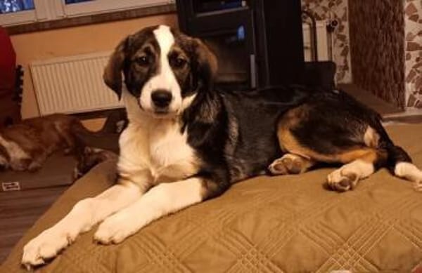 YUNA *  Hundemädchen, lieb & bildhübsch
