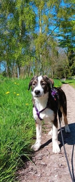 YUNA *  Hundemädchen, lieb & bildhübsch