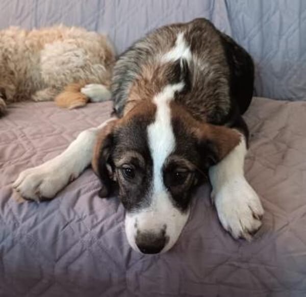 YUNA *  Hundemädchen, lieb & bildhübsch