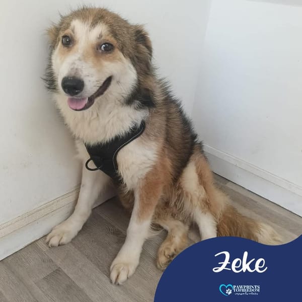 Zeke