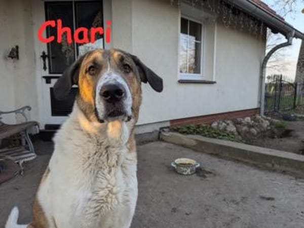 Chari: unsere Habiba (D - 17309)