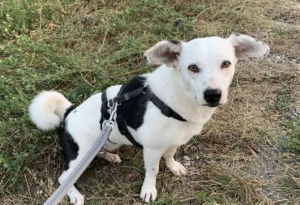Terrier-Mix NAYA wäre gern Zweithund!