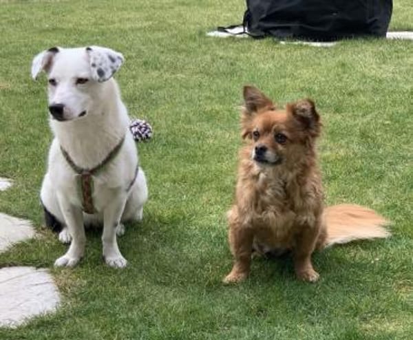 Terrier-Mix NAYA wäre gern Zweithund!