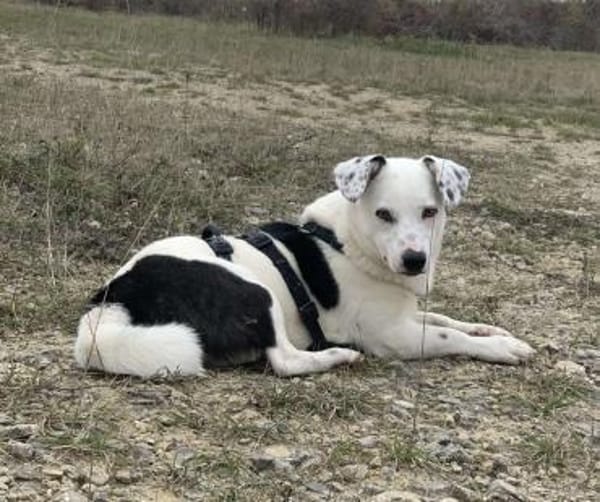 Terrier-Mix NAYA wäre gern Zweithund!