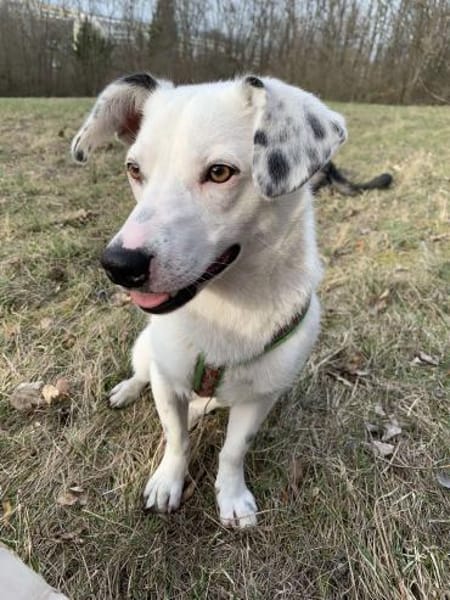 Terrier-Mix NAYA wäre gern Zweithund!