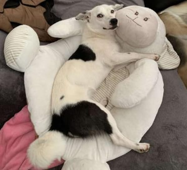 Terrier-Mix NAYA wäre gern Zweithund!