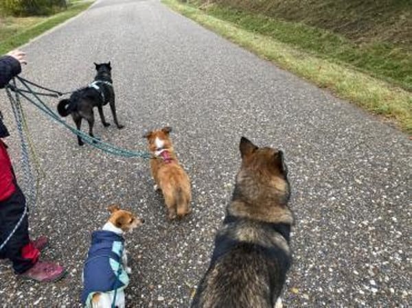 Charakterhund Lizu sucht eigene Familie
