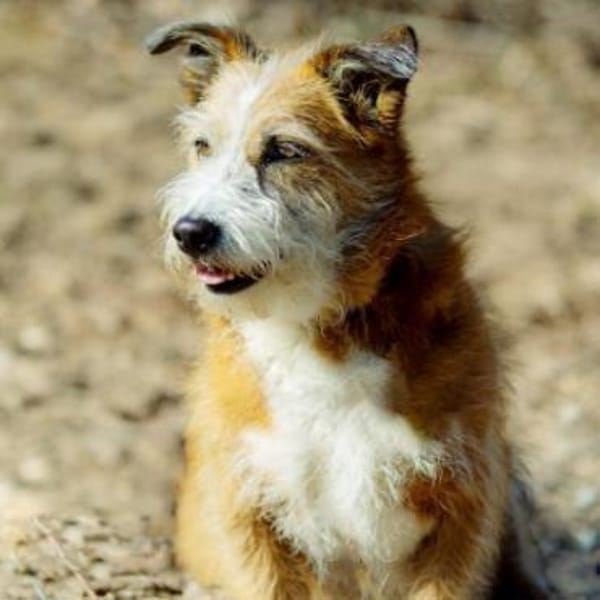 Charakterhund Lizu sucht eigene Familie