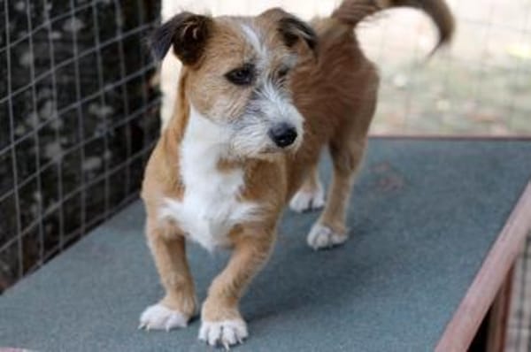 Charakterhund Lizu sucht eigene Familie