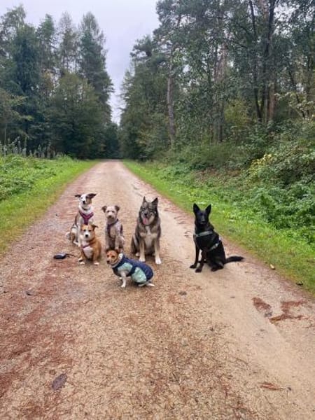 Charakterhund Lizu sucht eigene Familie