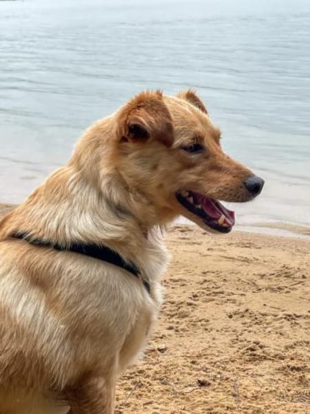 Hübscher ZACK sucht sein Glück