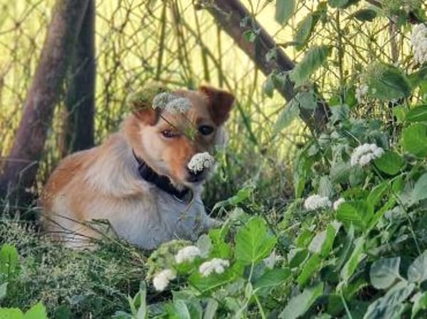 Hübscher ZACK sucht sein Glück