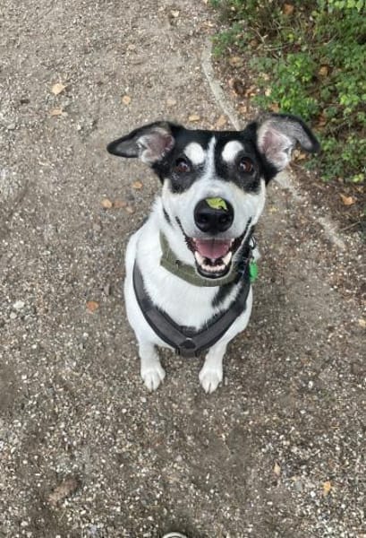Toller Dobby sucht seine Familie