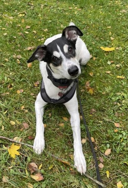 Toller Dobby sucht seine Familie
