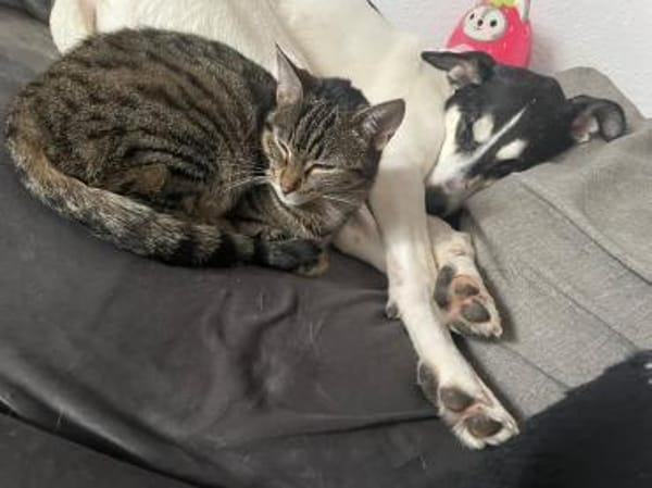 Toller Dobby sucht seine Familie