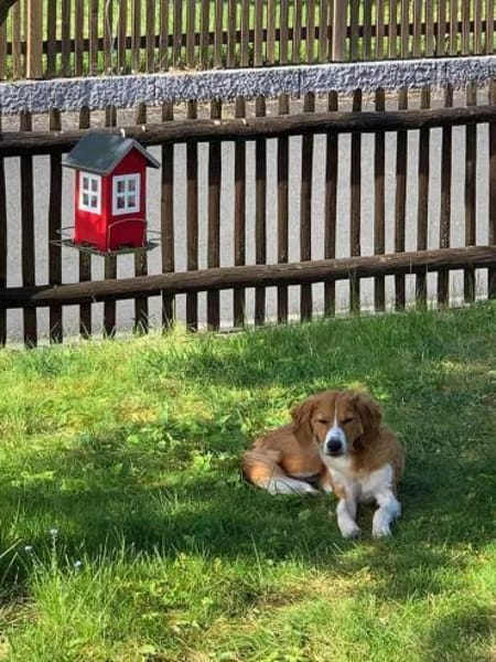 MILEY sucht ein neues Zuhause