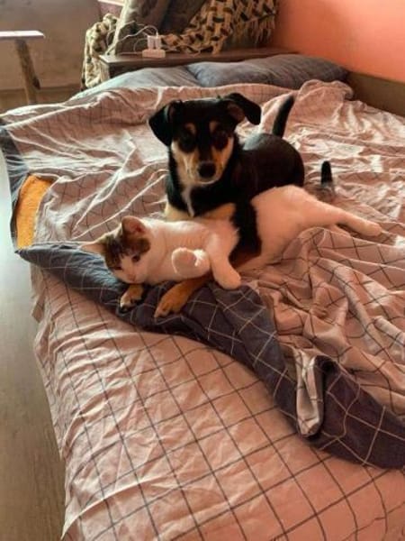 Jessy sucht ihr liebevolles Zuhause