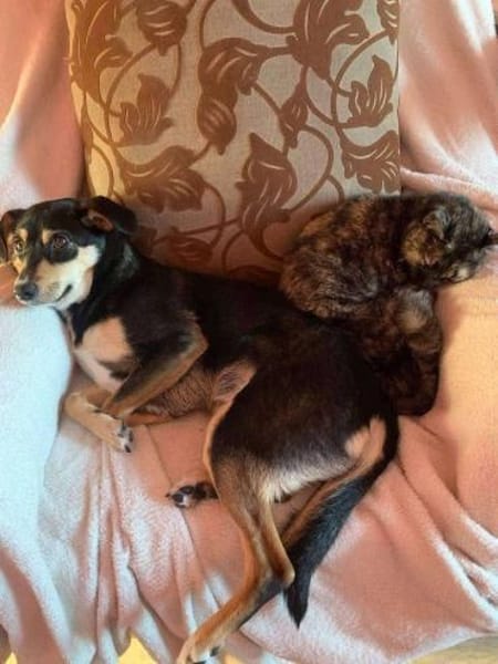 Jessy sucht ihr liebevolles Zuhause