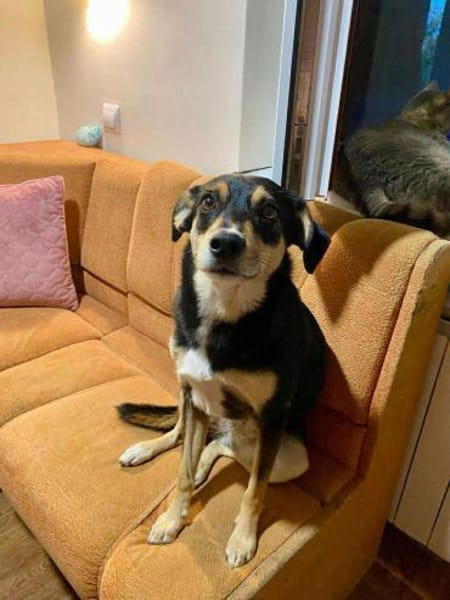 Jessy sucht ihr liebevolles Zuhause
