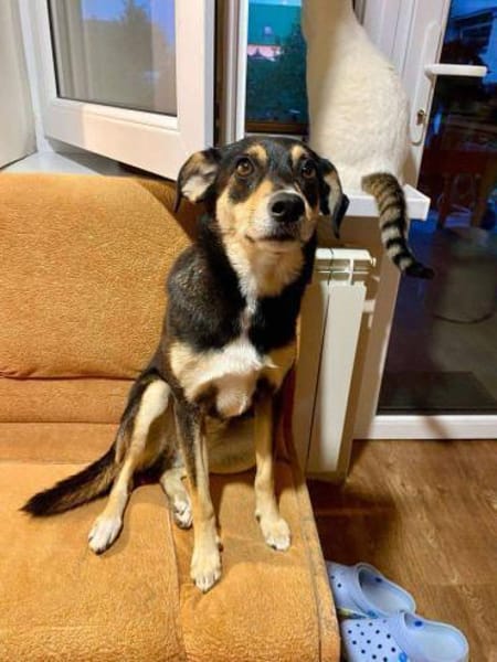 Jessy sucht ihr liebevolles Zuhause