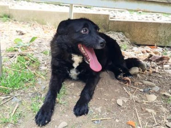 ELVIS möchte adoptiert werden
