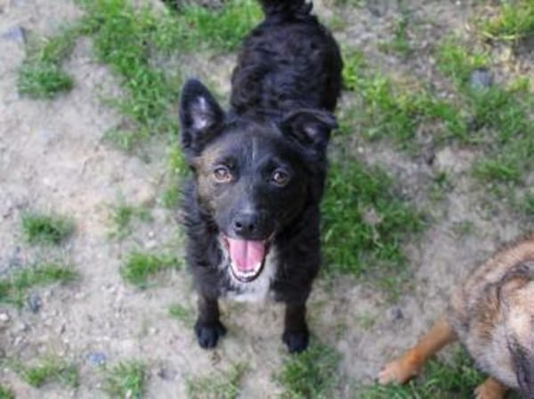ELVIS möchte adoptiert werden