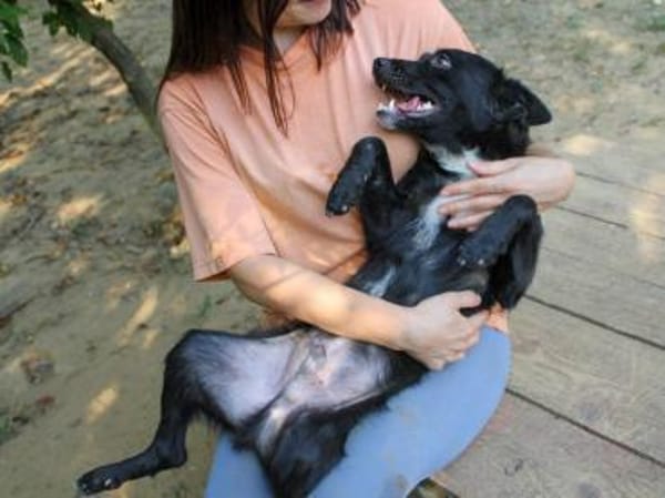 ELVIS möchte adoptiert werden