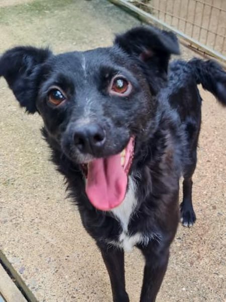ELVIS möchte adoptiert werden