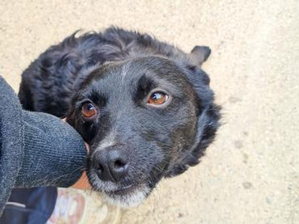 ELVIS möchte adoptiert werden