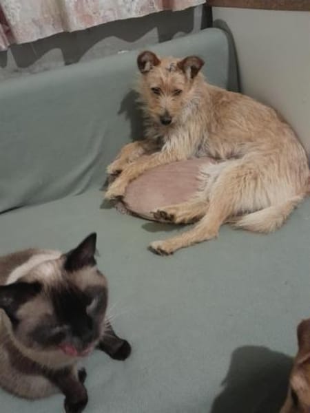 Kira sucht ihr liebevolles Zuhause