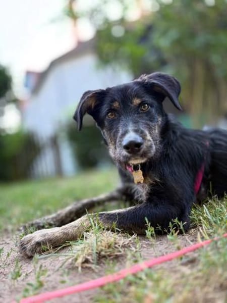 Hundedame BENI in PS auf 76829 Landau