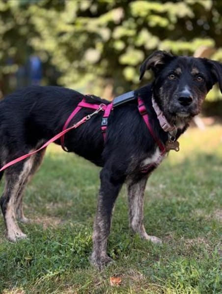 Hundedame BENI in PS auf 76829 Landau