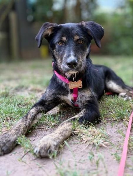 Hundedame BENI in PS auf 76829 Landau