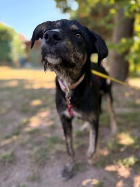 Hundedame BENI in PS auf 76829 Landau