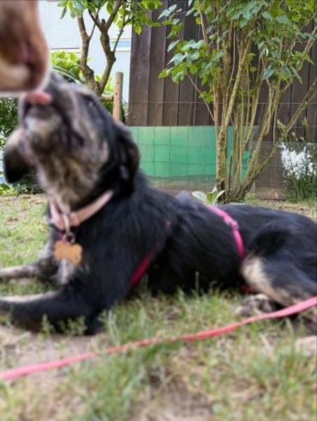 Hundedame BENI in PS auf 76829 Landau