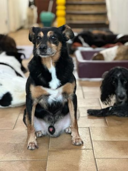 CHARLIE - sucht Menschen für Lebensabend