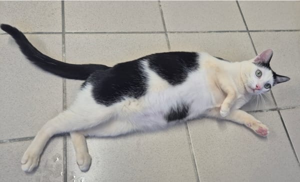 Cosmo