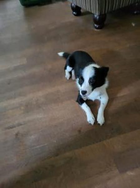 Süße Hündin,  6 kg