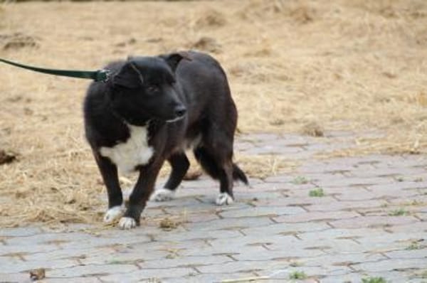 Kiko - aufgeweckt u. kinderlieb