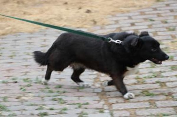 Kiko - aufgeweckt u. kinderlieb