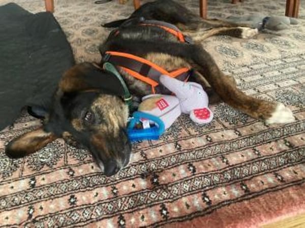 toller Gunnar sucht Familie