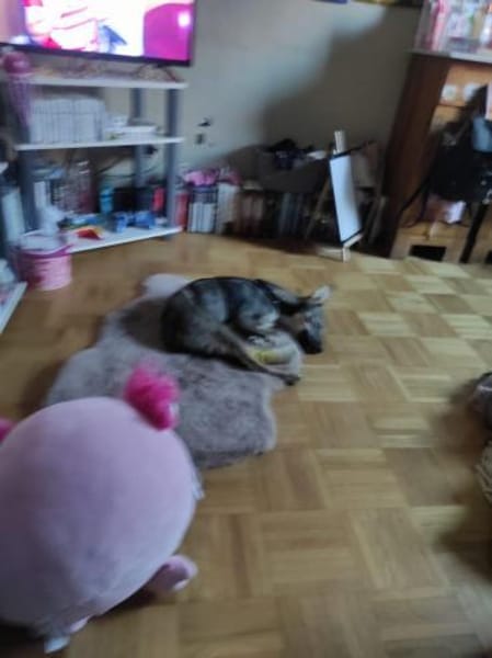 Süße Tammi sucht liebevolles Zuhause
