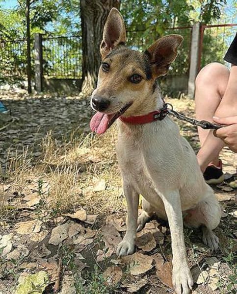 ❤ superliebe Familienhündin ROXY ❤