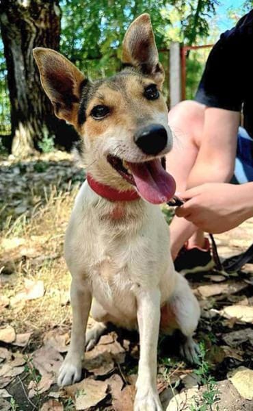 ❤ superliebe Familienhündin ROXY ❤
