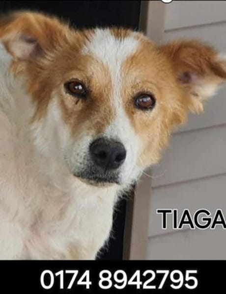 Ganz liebe Tiaga sucht ihr Körbchen