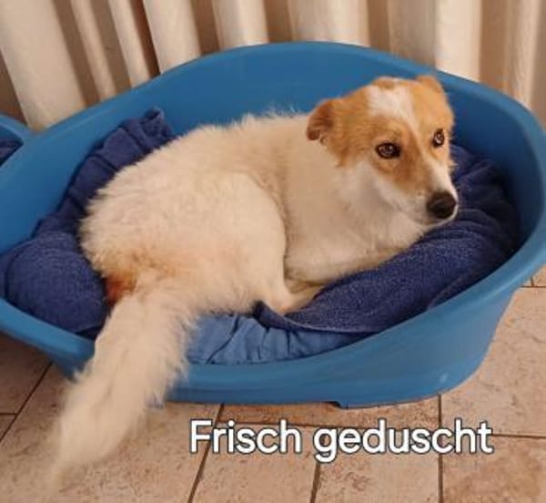 Ganz liebe Tiaga sucht ihr Körbchen