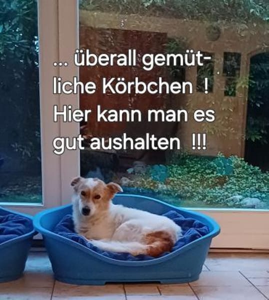 Ganz liebe Tiaga sucht ihr Körbchen