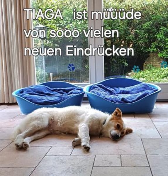 Ganz liebe Tiaga sucht ihr Körbchen