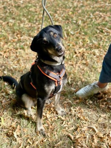verspielter Pepper sucht Familie